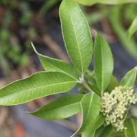 Barbushco Lemon Myrtle (ground) Native Spice - 100g