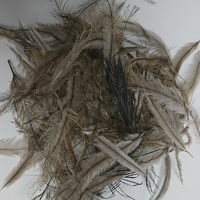 Emu Feathers (50g)