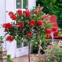 Native Seed Box Plantable Greeting Card - Native Waratah