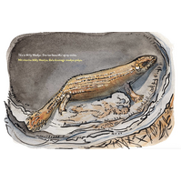 Milly Meelyu [HC] - Aboriginal Children's Book