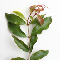 CLEARANCE - Creative Native Anise Myrtle 5 Spice Popcorn (140g)