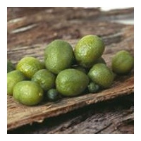 NATIF Desert Lime Freeze Dried Fruit (20g)