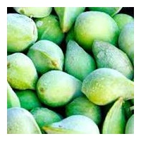 NATIF Kakadu Plum Powder (20g)