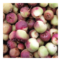 CLEARANCE - NATIF Muntrie Freeze Dried Whole Fruit (20g) 