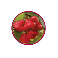 NATIF Rainforest Cherry Dried Whole Fruit (10g)
