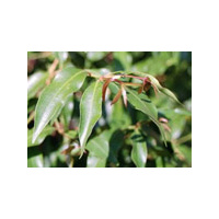 Barbushco Aniseed Myrtle (ground) - 100g