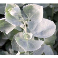 Footeside Farm Saltbush Leaves (dried & ground) - 50g