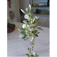 My Dilly Bag Old Man Saltbush Flakes (50g)