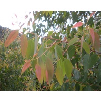 CLEARANCE - Outback Chef Strawberry Gum (ground flakes - 10g) [FEB 2026]