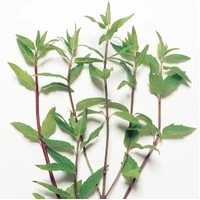 Creative Native Rivermint (dried & ground) (15g)