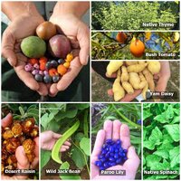 Native Seed Box - Australian Bush Tucker [Edible Native] Collection Seedbombs