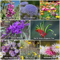Native Seed Box - Australian  Wildflower [Native Pollinators] Collection Seedbombs