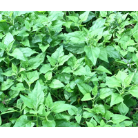 NATIF Warrigal Greens Seeds (Pk 10)