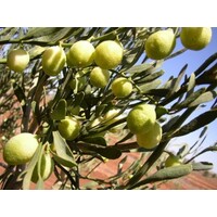 Australian Superfood - Desert Lime Native Fruit Powder (freeze dried) 30g