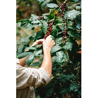 Ziggy's Wild Foods Wild Coffee Native Dorrigo Pepper Qishr Shrub [200ml]