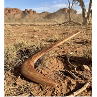 Skeenarang Booma - Black Wattle Root Hook Hunting Boomerang (68cmx23cms)