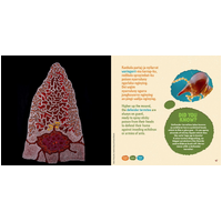Tamarra - A Story of Termites on Gurindji Country [HC] - an Aboriginal Children' s Book