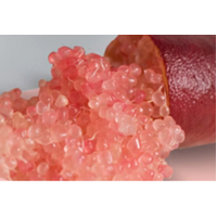 Indigiearth Finger Lime Freeze Dried Powder (50g)