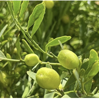 My Dilly Bag Outback Bites (30g) - Freeze Dried Desert Limes