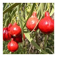 CLEARANCE - NATIF Quandong Powder (20g) 