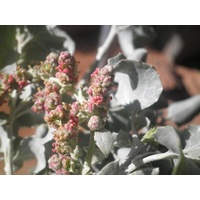 Footeside Farm Saltbush Leaves (dried & ground) - 50g