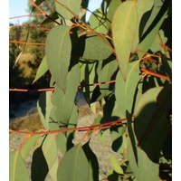 CLEARANCE - NATIF Strawberry Gum (ground) 20g [NOV 2025]