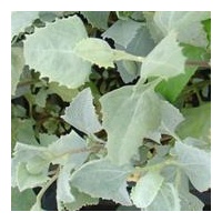 Outback Chef Old Man Saltbush Flakes (10g) - Native Herb