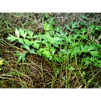 Wattle Tree Creek Sea Celery (10g)