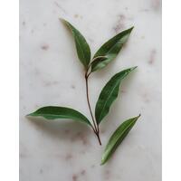 Warndu Davidson Plum & Lemon Myrtle Loose Leaf Native Tea - 25g