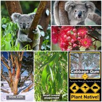 Native Seed Box - Australian  Wildflower [Koala Food] Collection Seedbombs
