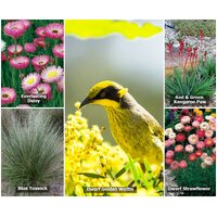 Native Seed Box - Australian  Wildflower [Native Birds] Collection Seedbombs