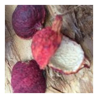 NATIF Quandong Powder (20g)