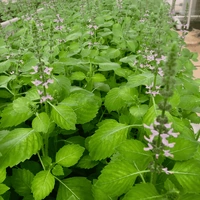 Native Basil Flakes [30g] - Creative Native