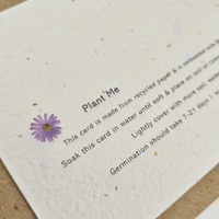 Native Seed Box Plantable Greeting Card - Echidna
