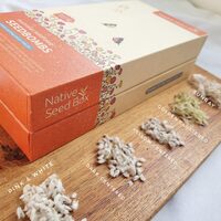 Native Seed Box - Australian  Wildflower [Daisy] Collection Seedbombs