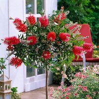 Native Seed Box Plantable Greeting Card - Wombat