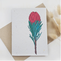 Native Seed Box Plantable Greeting Card - Native Waratah