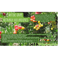 NATIF Wild Grape Seeds (Pk 10) - (Nitraria billardierei)