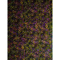 Utopia Bush Plum (Yellow) [SCRAP 0.65M] - Aboriginal design Fabric