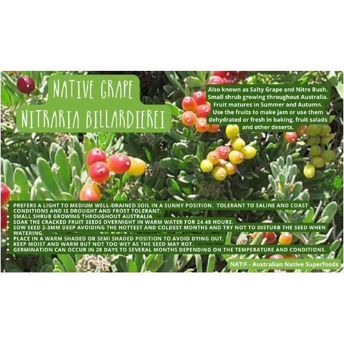 NATIF Wild Grape Seeds (Pk 10) - (Nitraria billardierei)