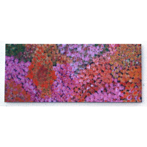 Aboriginal Art Magnetic Bookmark - Desert Wildflowers